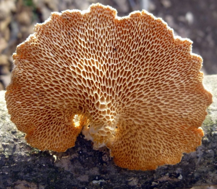 Съедобные грибы Кировской области