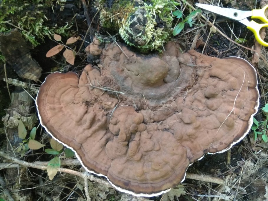 Cyanoboletus pulverulentus