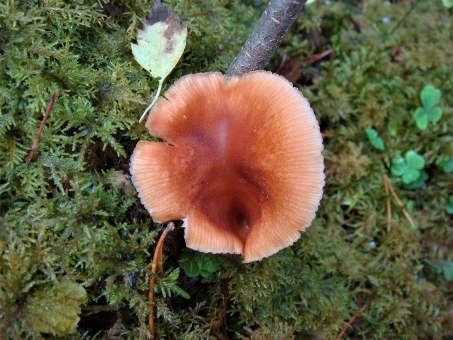 Трутовик плоский