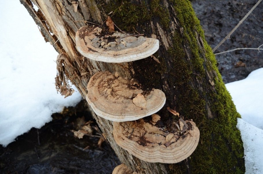 Pycnoporus cinnabarinus
