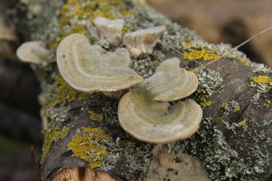 Мухомор пантерный шляпка