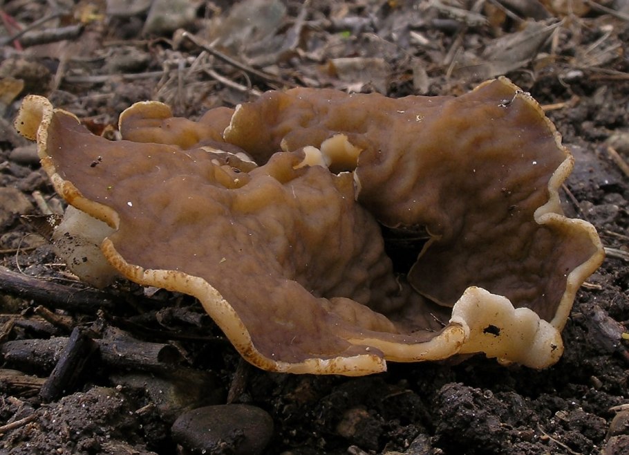 Трутовик плоский Ganoderma applanatum