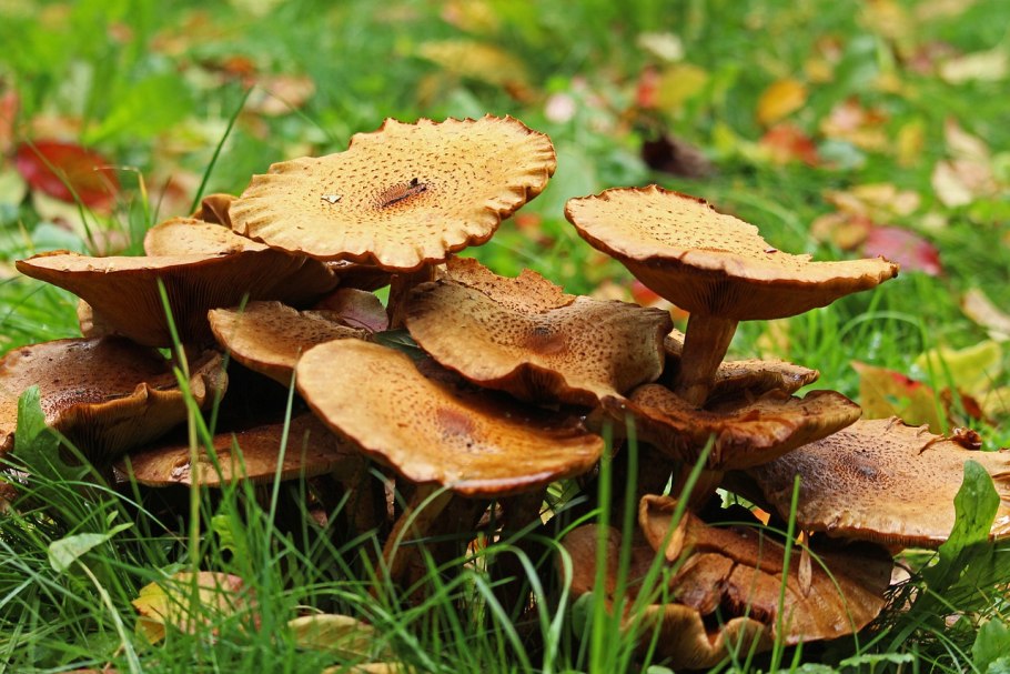 Калифорнийский шампиньон