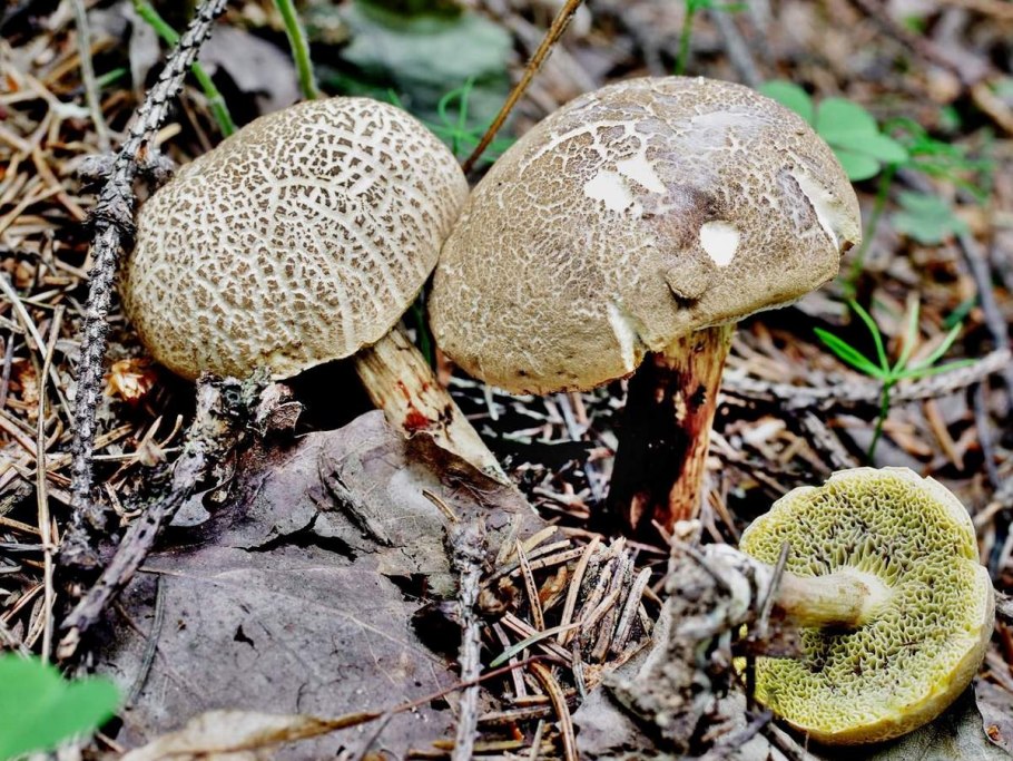 Боровик пороспоровый гриб