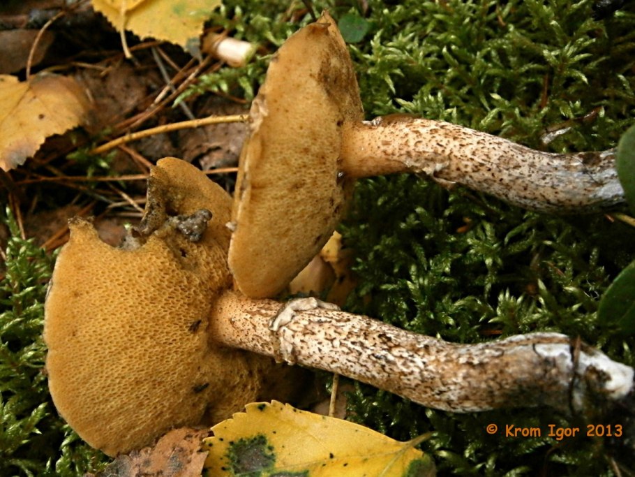 Желтый губчатый гриб