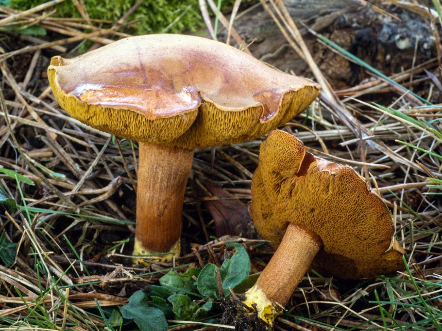 Перечный гриб Chalciporus piperatus
