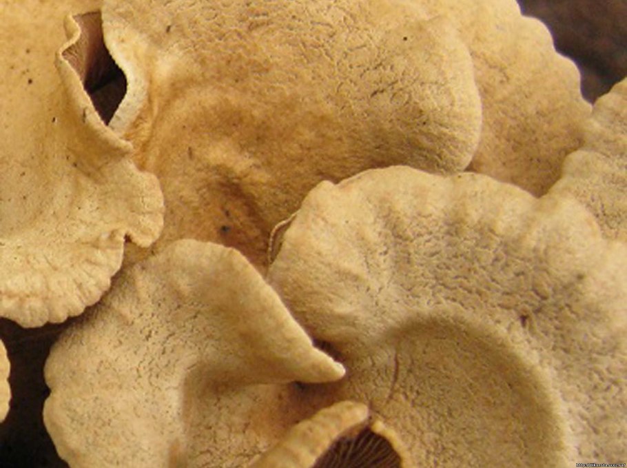 Пористый гриб