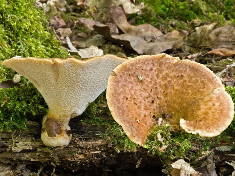 Трутовик клубненосный Polyporus tuberaster