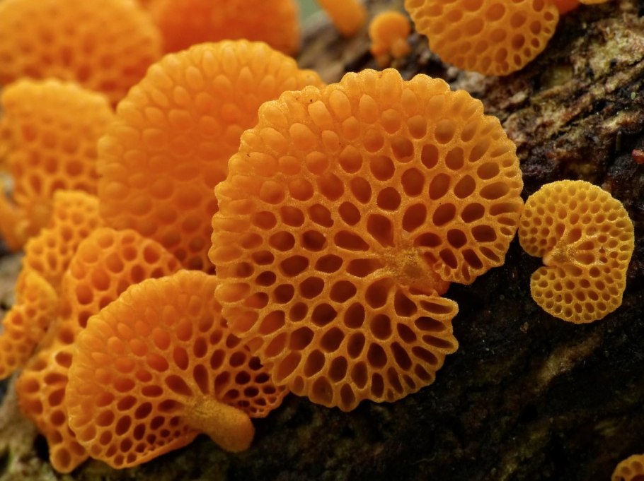 Favolaschia Calocera оранжевый пористый