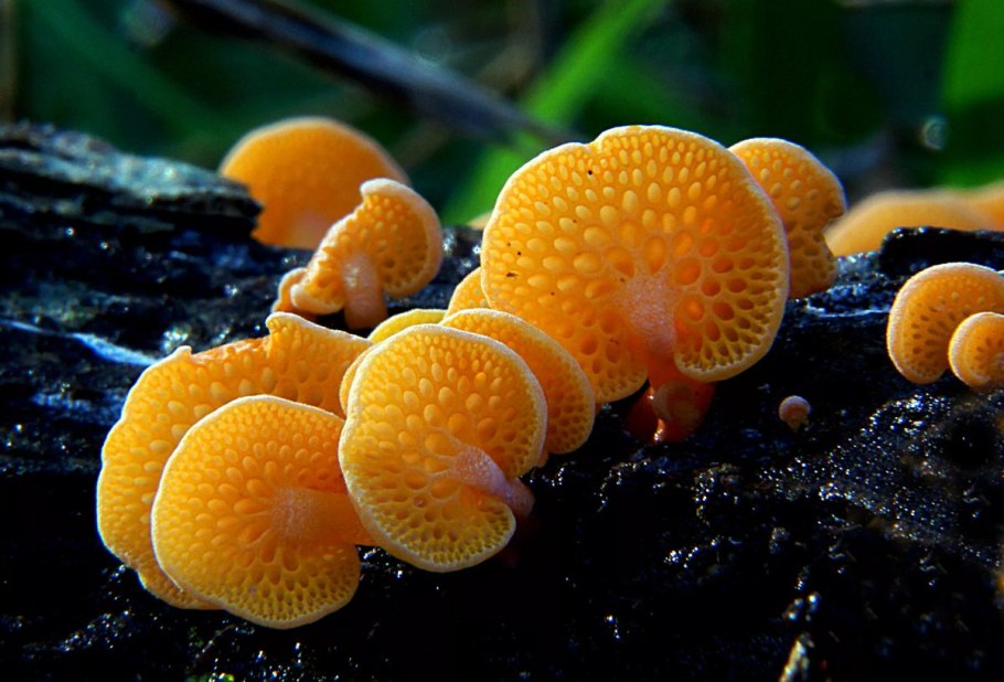 Грибы Favolaschia Calocera.