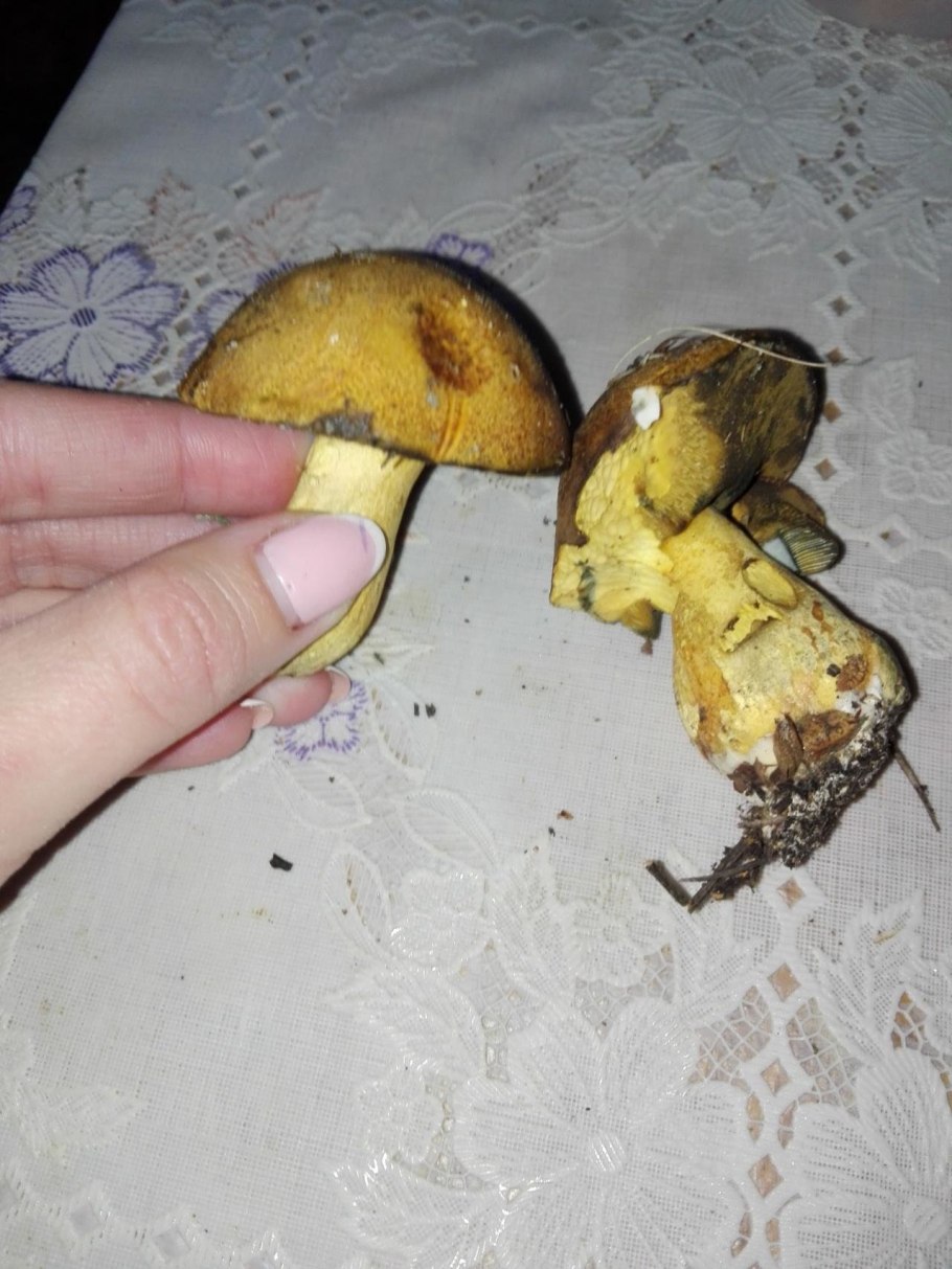 Маслёнок желтый на срезе
