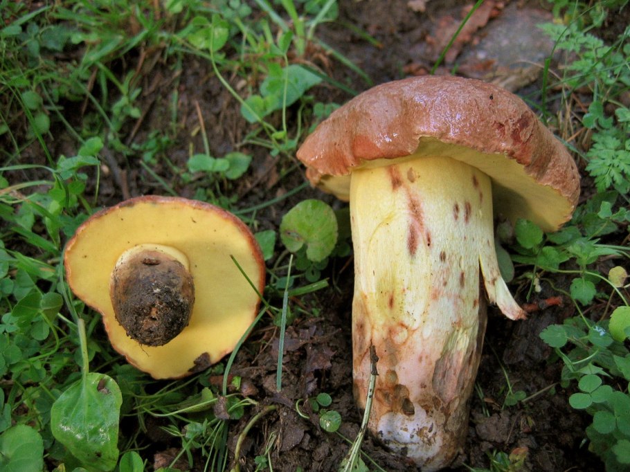 Боровик девичий (Boletus appendiculatus)