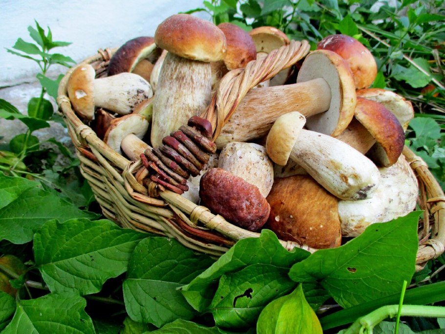 Съедобные грибочки в лукошке Северные