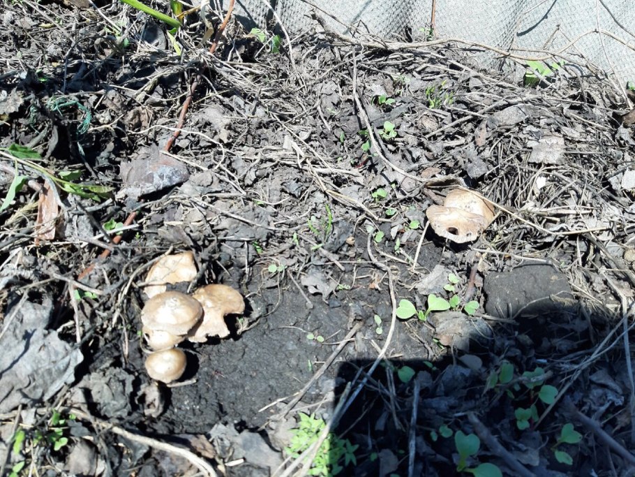 Грибы в почве на грядках