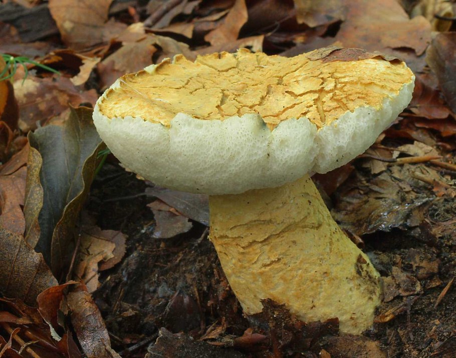 Гиропорус синеющий (Gyroporus cyanescens)