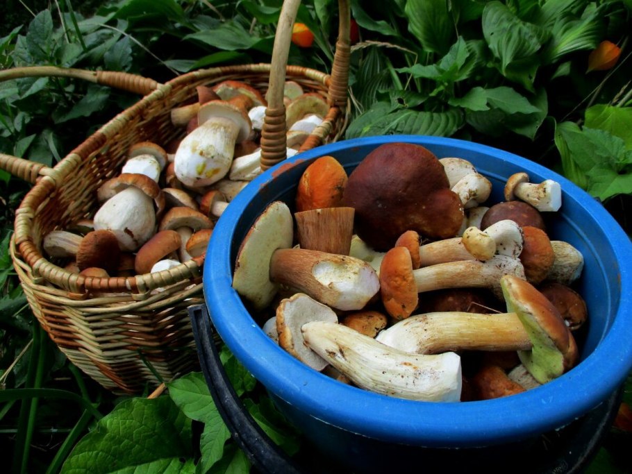 Ахлия грибы