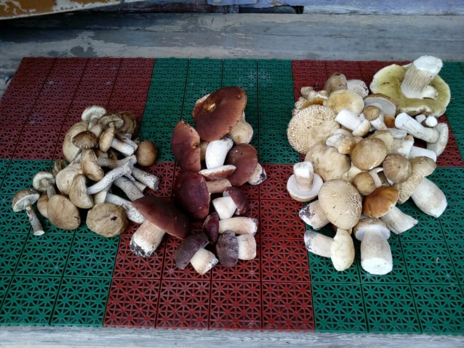 Грибы на грядке старшая группа