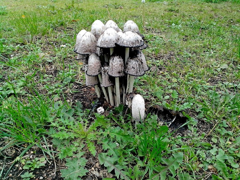 Поганка навозник