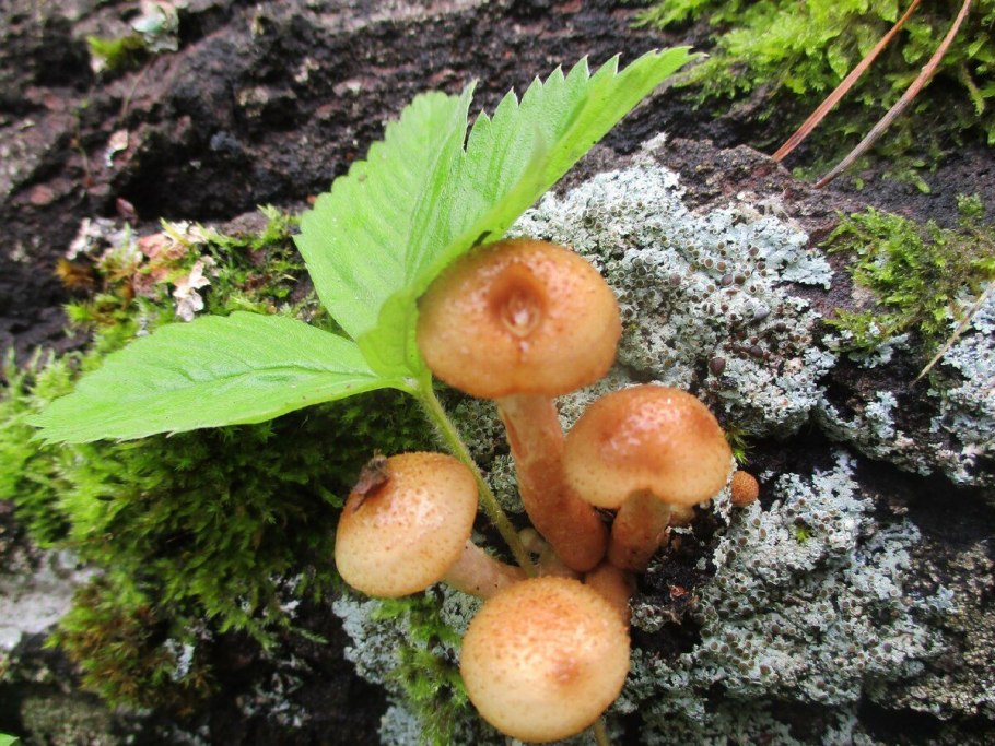 Опенок Тополиный