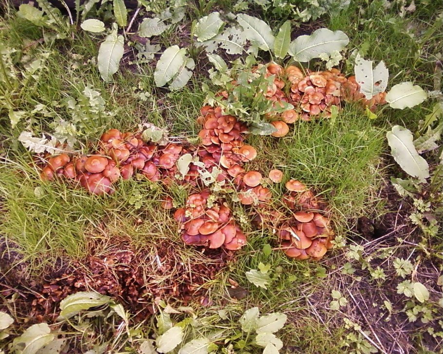 Лисички на грядке