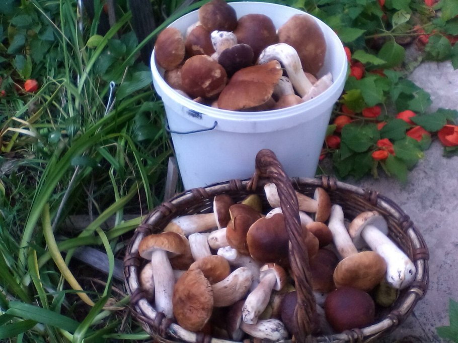 Грибы выпали из лукошка
