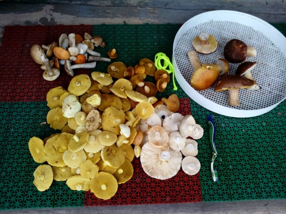 Средство от грибов на грядке