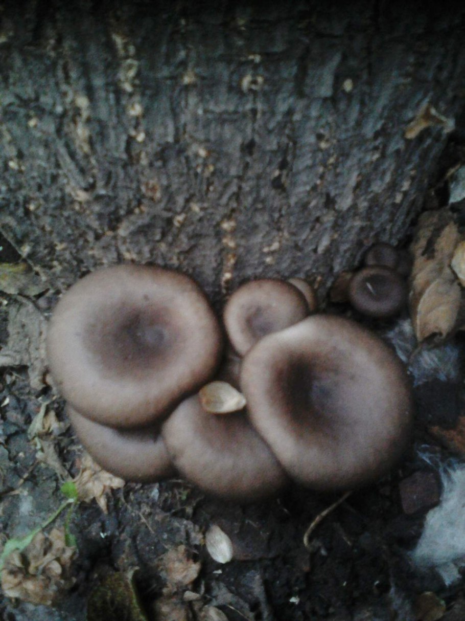 Грибная грядка