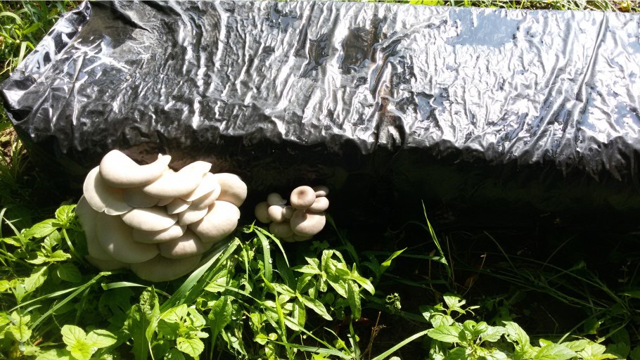 Грядка вешенок