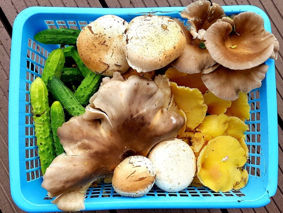 Море грибов