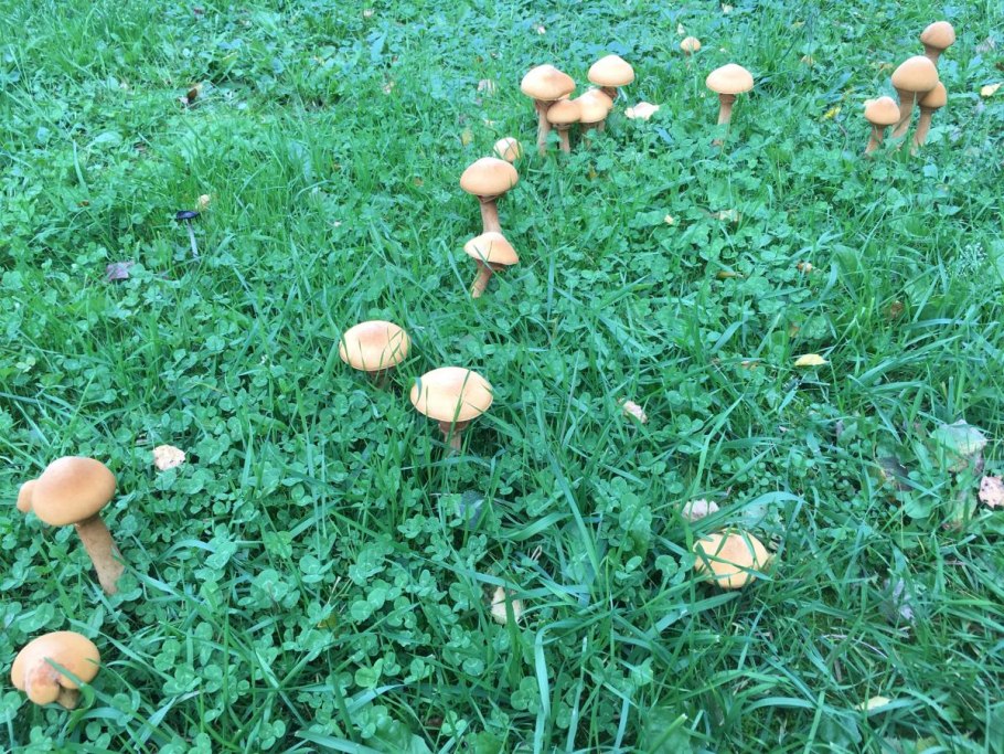 Грибная Поляна в старше