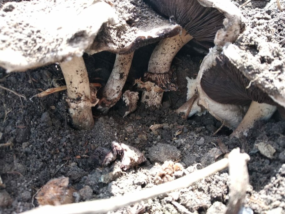 Грибы растущие в огороде