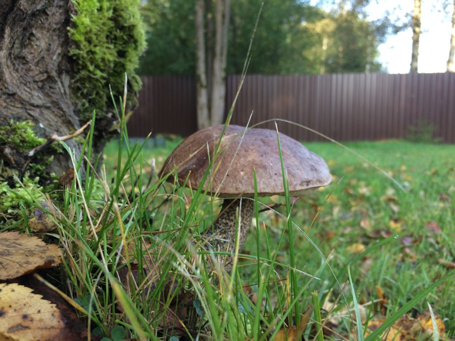 Грибы на садовом участке