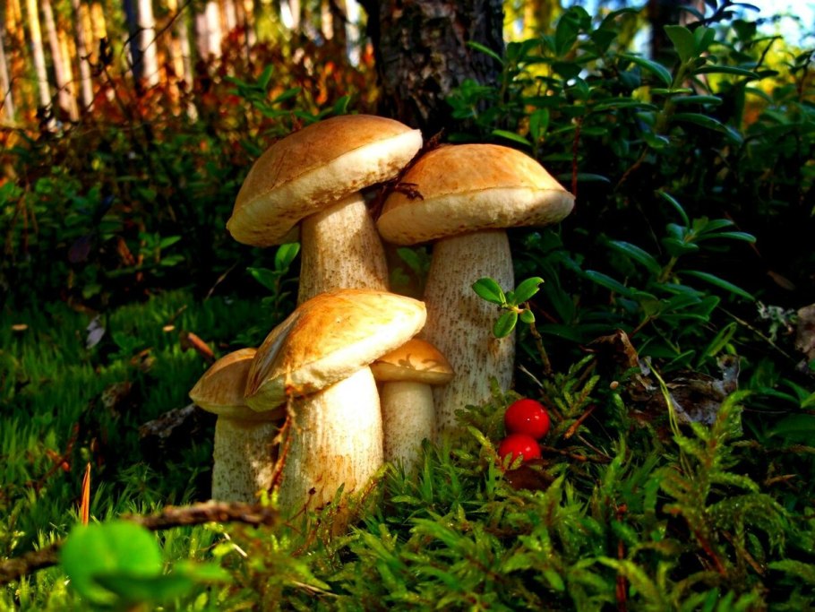 Обои с грибочками