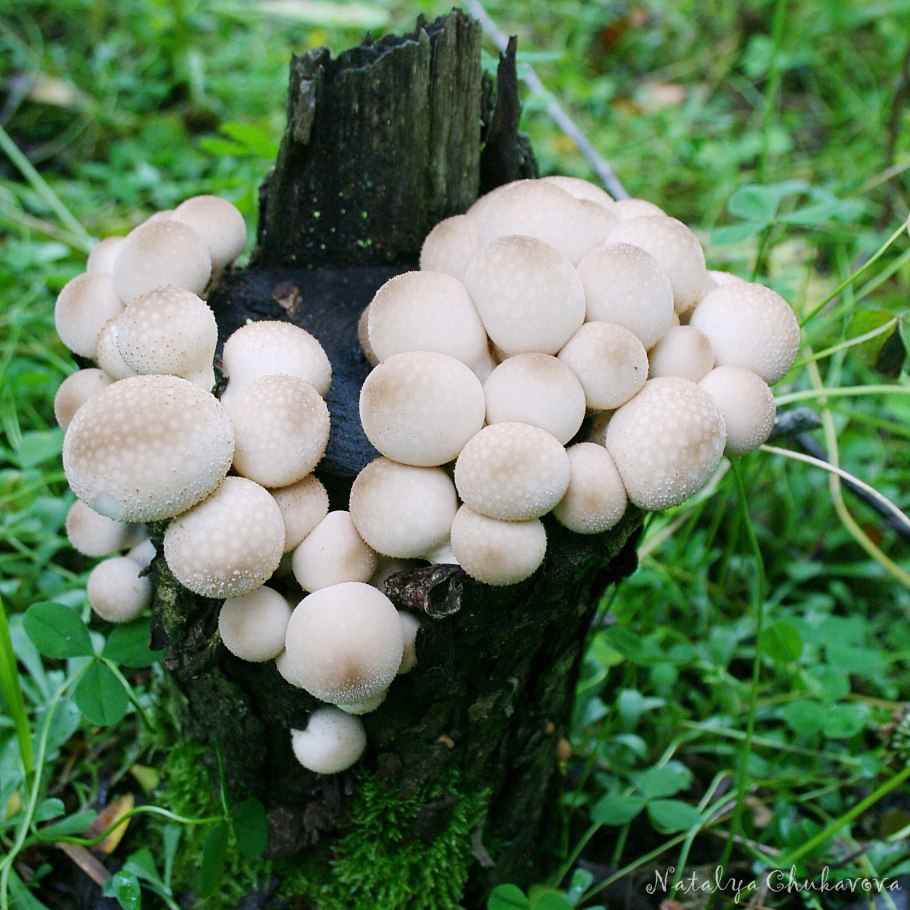 Грибы дождевик (Lycoperdon pyriforme)