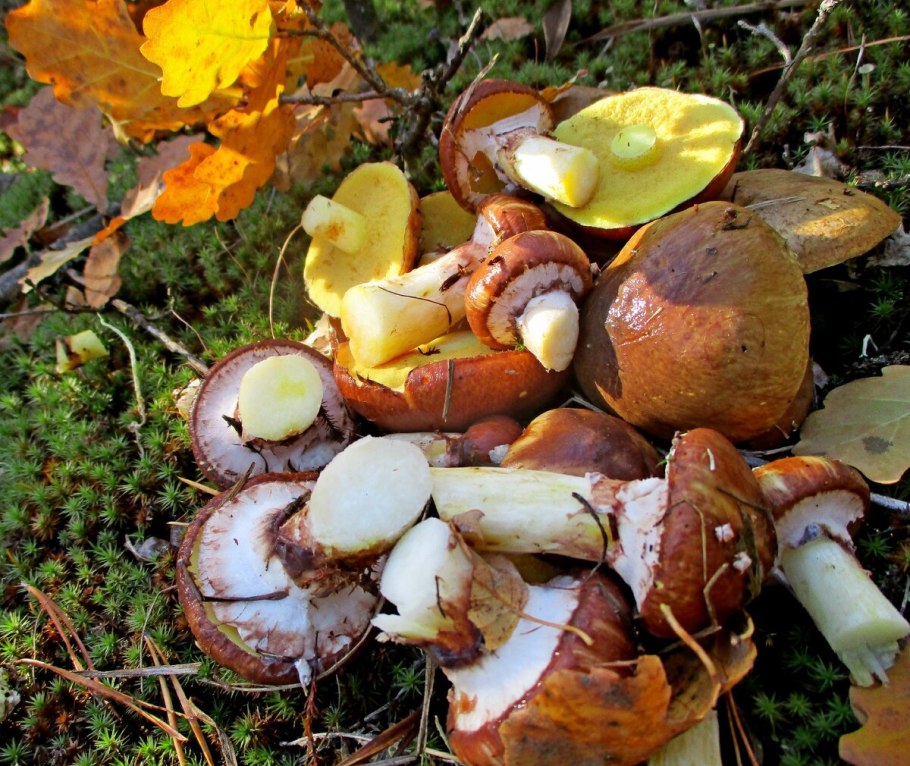 Виктория масленок