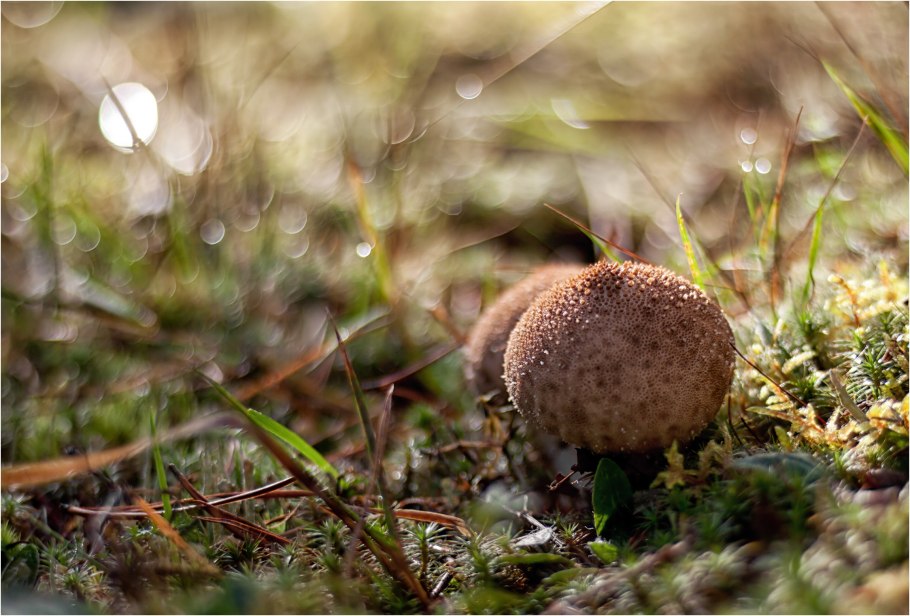 Дождевик цветок растение