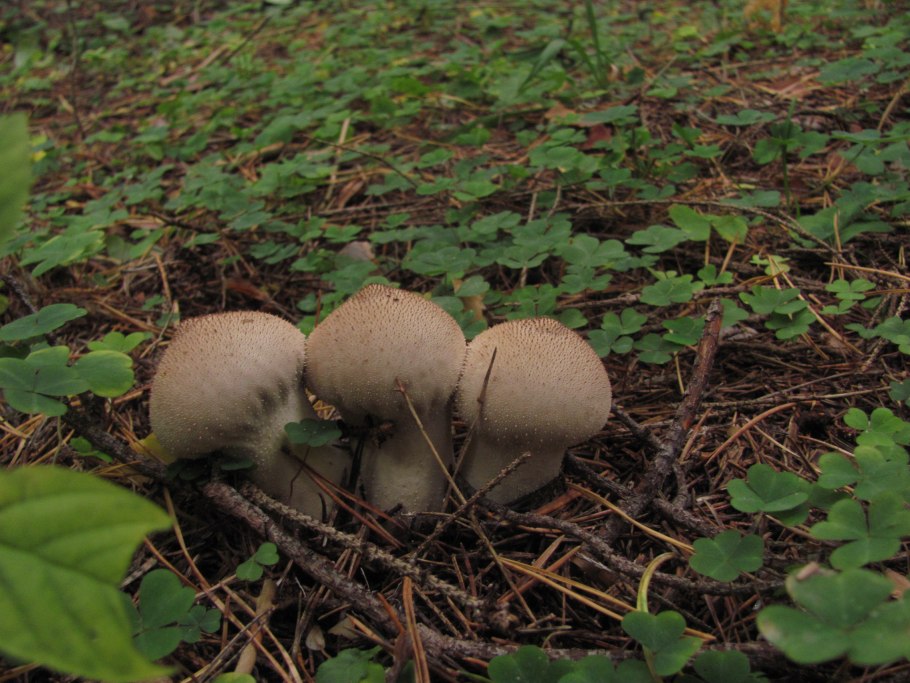 Дождевик Дедушкин табак