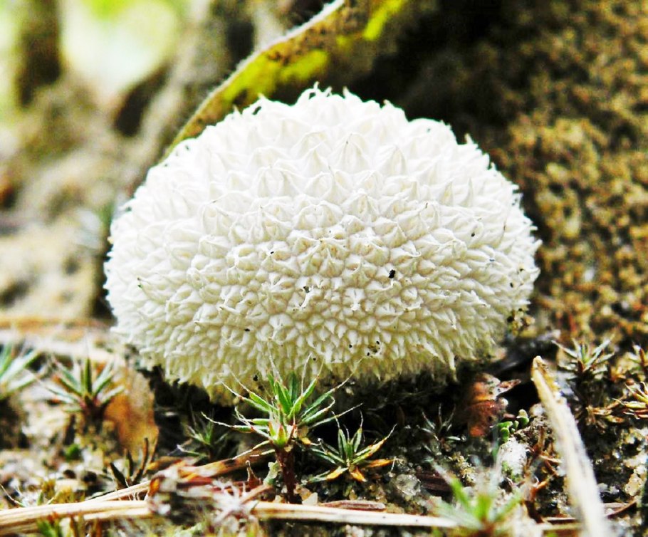 Гриб дождевик шиповатый съедобный