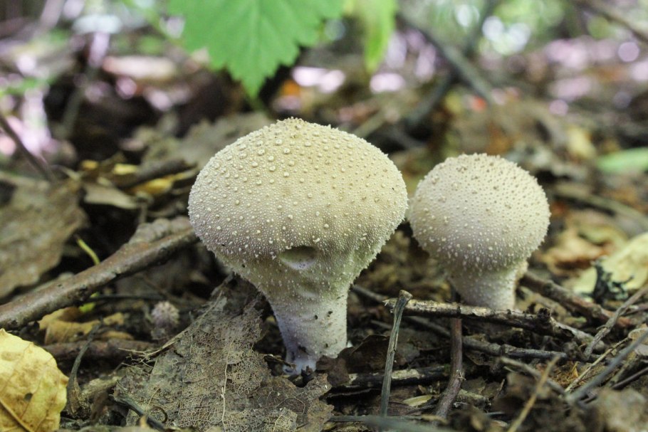 Грибы Lycoperdon