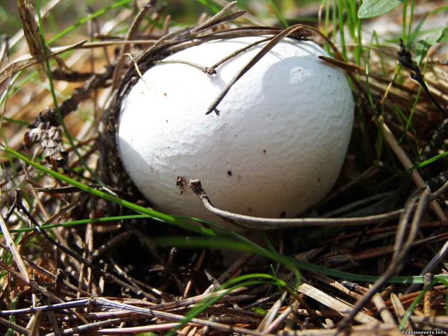 Дедушкин табак гриб