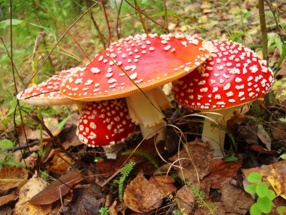 Осенние мухоморы