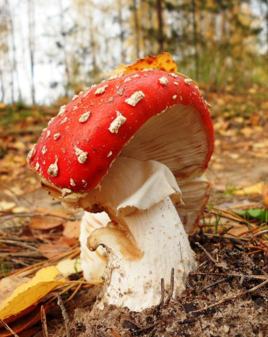 Осенние грибы