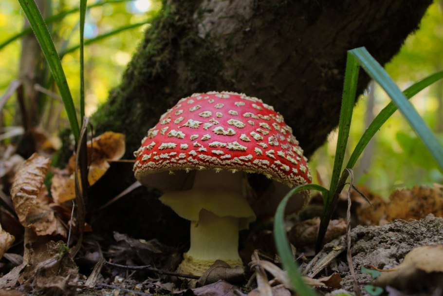 Мухомор в еловом лесу
