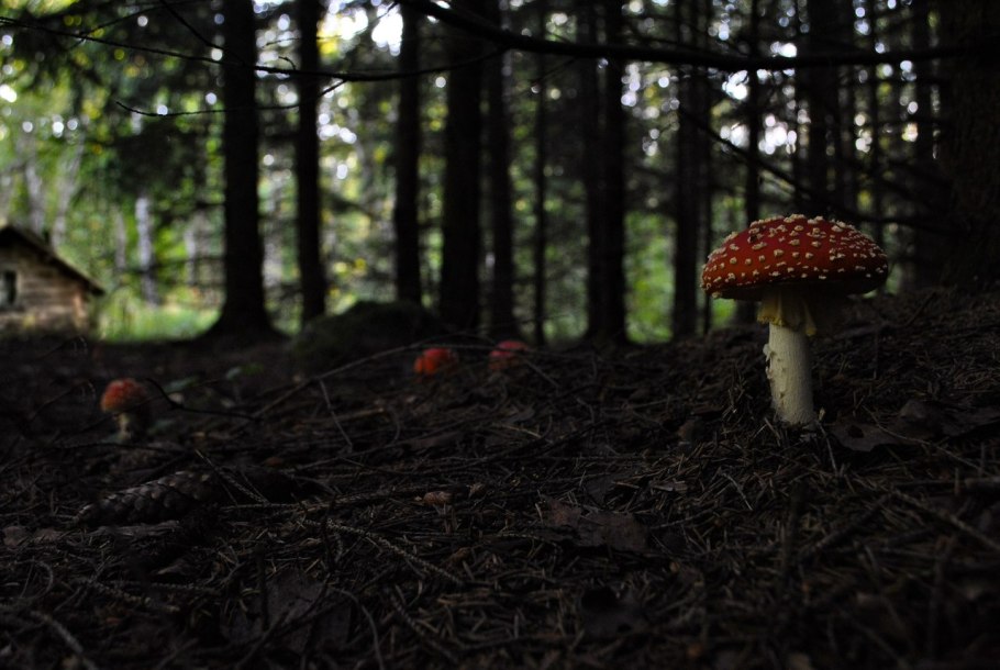 Грибы мухоморы в лесу