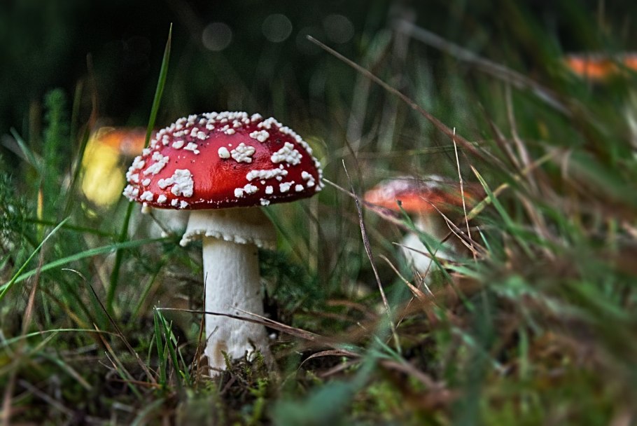 Amanita Ponderosa гриб