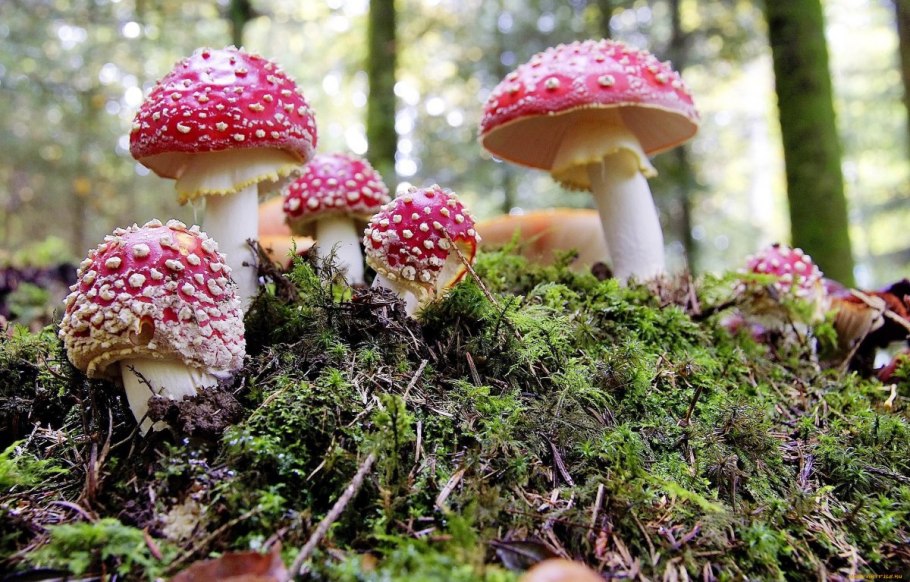 Грибная Поляна мухоморов