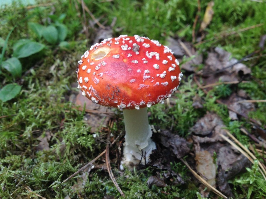 Мухомор Amanita muscaria