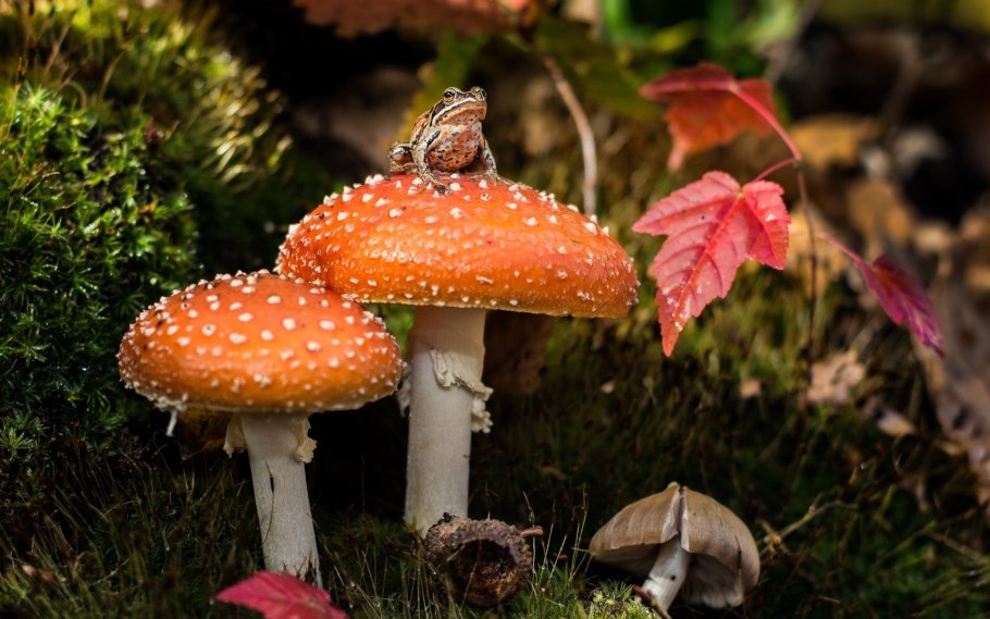 Грибы в лесу