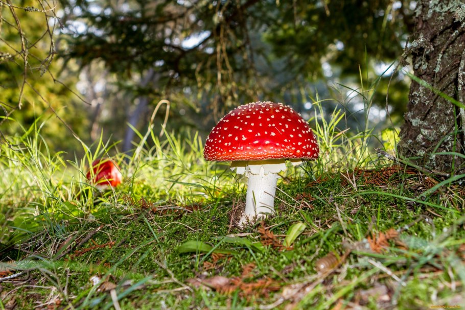 Лесной мухомор