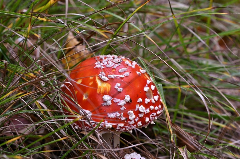 Мухомор весенний